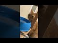 My Cat Doesn’t Know How to Drink Water || ViralHog