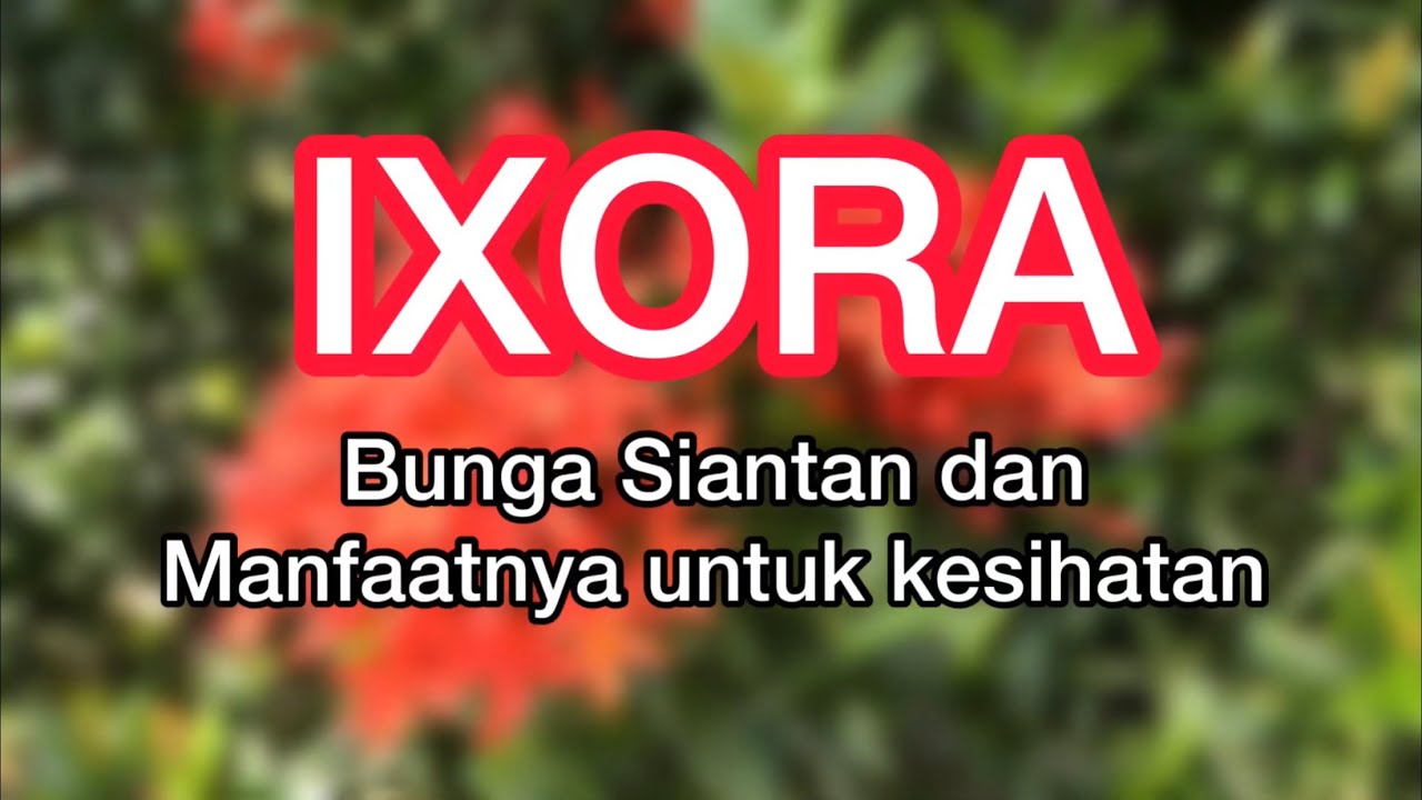 Ixora Menakjubkan Ixora Bunga Siantan Dan Khasiat Kesihatan Youtube