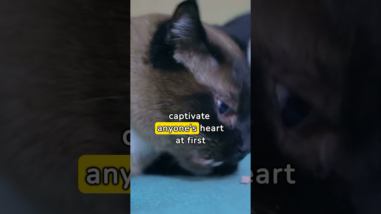 Enjoy info on Siamese cat 