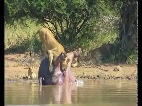 Dead hippo's intestines explode and scares off a pride of lions!