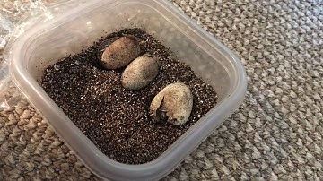 Turtle eggs hatching! Ornate Box Turtles hatching