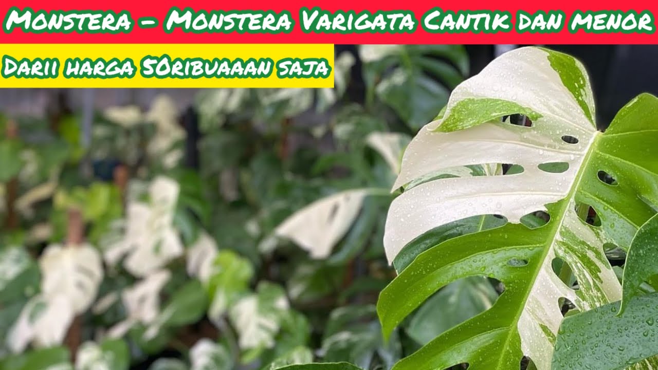 MONSTERA-MONSTERA VARIGATA CANTIK DAN MENORR DARI HARGA 50RIBU SAJA⁉️