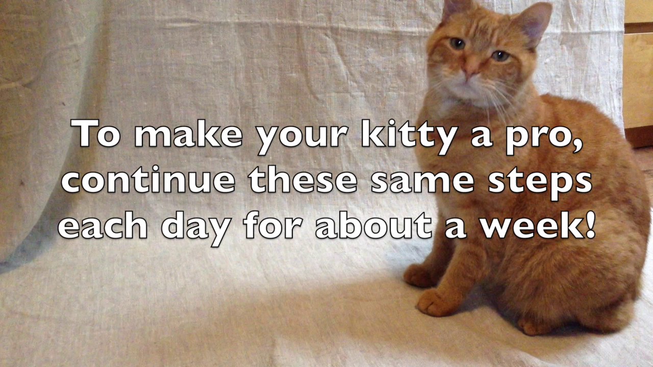 how-to-put-a-hat-on-your-cat-youtube