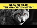 Nega Bo Rilar Sirkda Qatnashmaydi