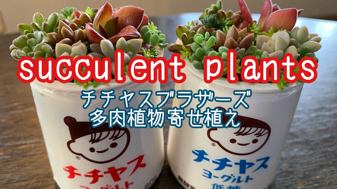 多肉植物 チチヤスブラザーズ 虹の玉 火祭り 多肉植物寄せ植え 暮らし 趣味 ガーデニング Youtube