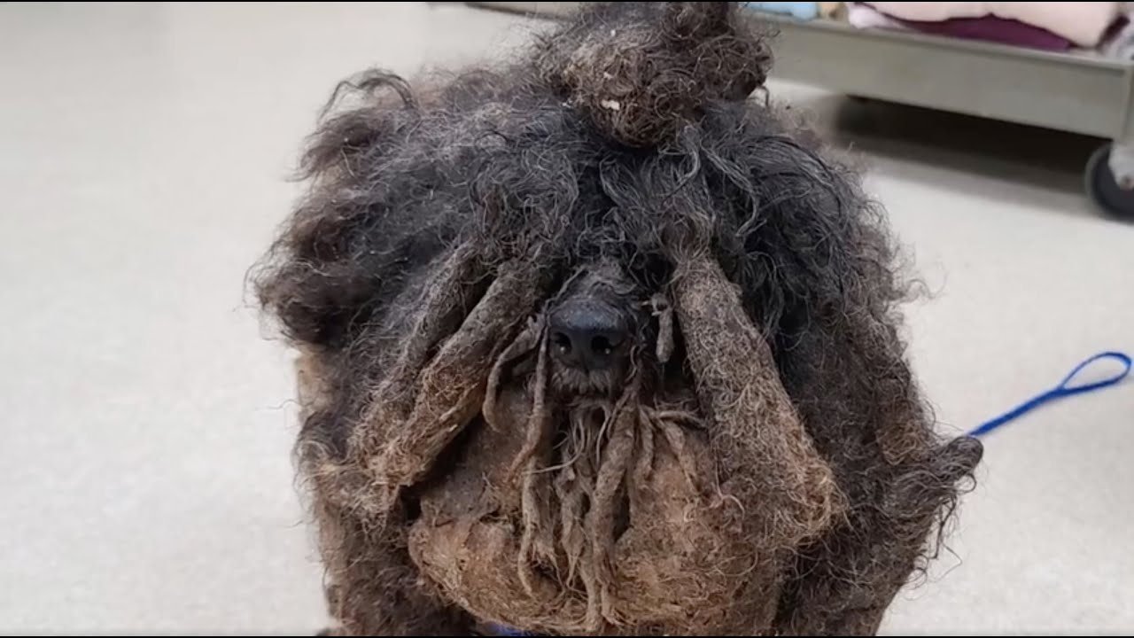 Neglected dog loses 5 pounds of matted hair after being rescued by police -  thptnganamst.edu.vn