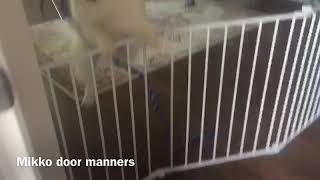 Door manners with aggressive dog by UberDogTraining 534 views 5 years ago 3 minutes, 28 seconds