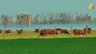 CORRIENTES TIENE FORRAJE ASEGURADO