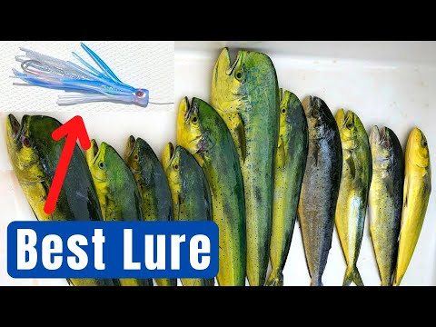 Giant Mahi Mahi Fish Catch And Cook