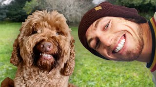 I Taught My Dog to Smile When He Sees a Camera by Liam Thompson 916,256 views 1 year ago 5 minutes, 1 second