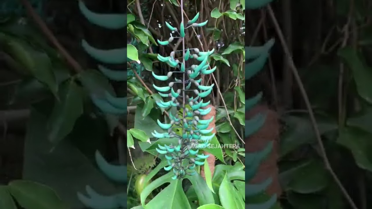 FLAME IRIAN BIRU😍| AGRO SEJAHTERA 