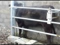 Cattle Anti backing bar