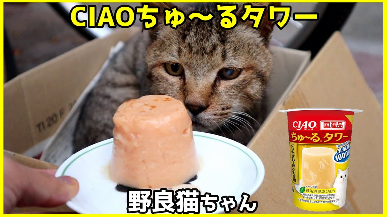 ヒゲを触ると口角が上がる琥珀ちゃんと 何も変わらないのんびりクロちゃん Youtube ヒゲを触ると口角が上がる琥珀ちゃんと 何も変わらないのんびりクロちゃん Youtube