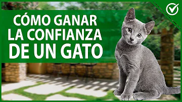 ¿Cómo consigo que mi gatito se acerque a mí?