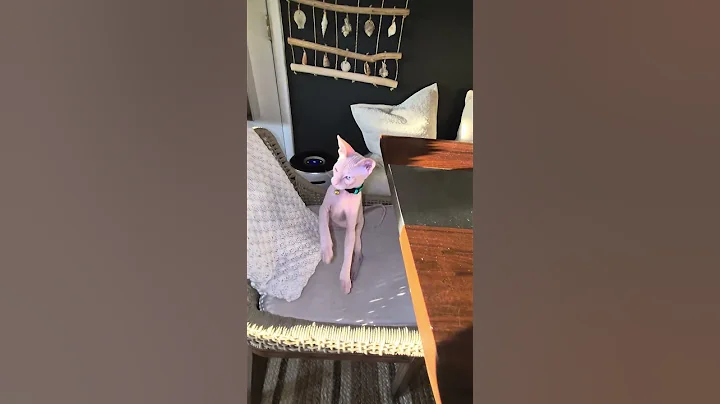 Watch the video about #sphynx #hairlesscats #playtime #animals #cat #remix #dj #avicii #music