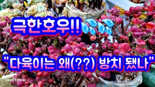 &quot;이건 방치입니다!! 다육이 견딜수 있을까? 비에 젖은 다육이...끝인가??#극한호우속 옥상다육