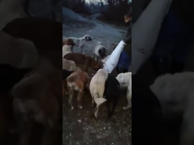 Feeding big dogs and notice a few brave cats among them Feeding big dogs and notice a few brave cats among them