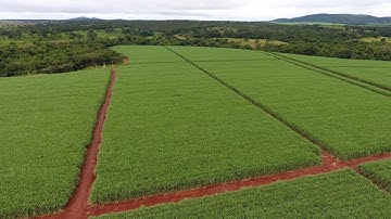 Sugar cane project with Subsurface drip irrigation  -NaanDanJain Brazil