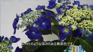 母の日プレゼント　あじさいギフト　さかもと園芸　達人のあじさい　群馬の鉢花ギフト　ナイチンゲール　youtube sakamotoengei hydrangea cyclamen japan