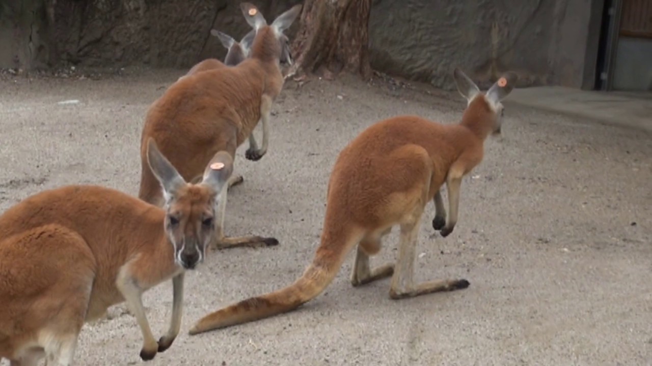 オーストラリアに生息する動物たちの豆知識 その２ オフィシャルブログ 東山動植物園