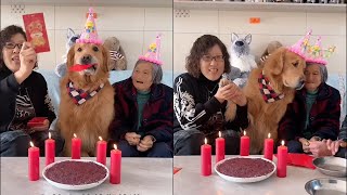 Mao Mao's fifth birthday, it's so happy for him to meet you all in his life ❤️#聪明旺豆豆