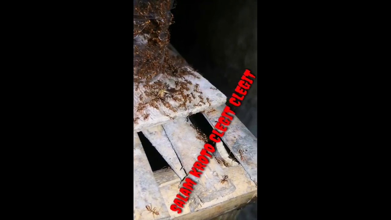 Cara ternak kroto pemula 