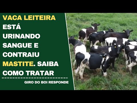 VACA LEITEIRA ESTÁ URINANDO SANGUE E CONTRAIU MASTITE. SAIBA COMO TRATAR