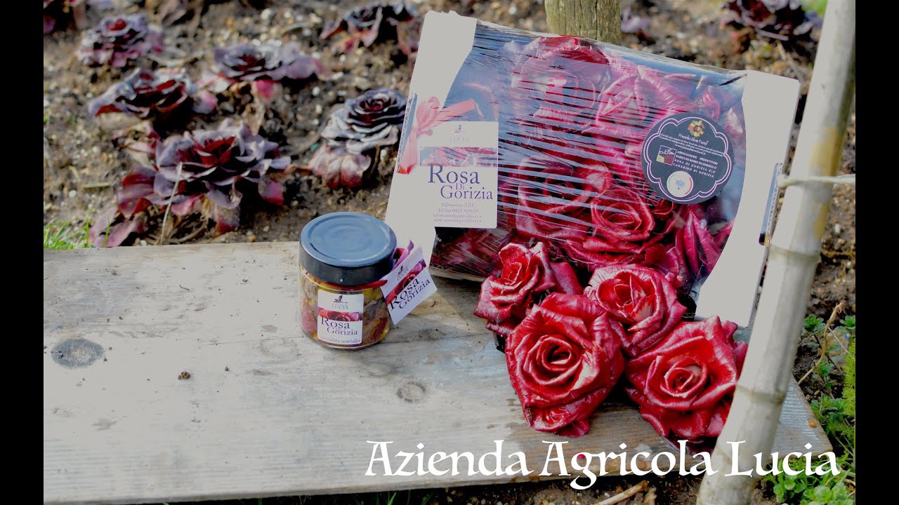 Rosa di Gorizia pregiata varietà di radicchio rosso nota per la sua forma | Azienda Agricola Lucia