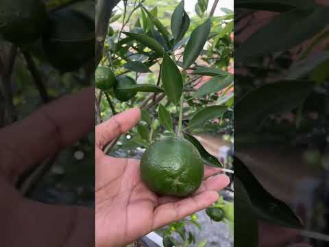 Video: Top 10 Pohon Buah Halaman Belakang: Apa Pohon Buah Terbaik Untuk Ditanam