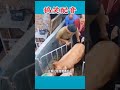 母猪 老娘有仇必报 母猪 老娘有仇必报