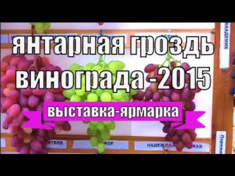 Республиканская выставка-ярмарка «Янтарная гроздь винограда-2015» г. Пинска