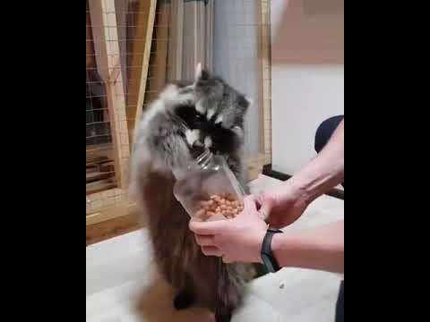 حيوان الظاريبان يحاول فتح علبة الطعام سبحان الله جميل