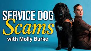 Everything You Know About Service Dogs Is Wrong