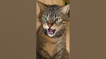 Cat growling and hissing My own cat’s reaction to foster kittens