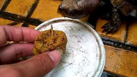 RÙA - Sa nhân ăn thức ăn chim trộn chuối - 11/12/2016