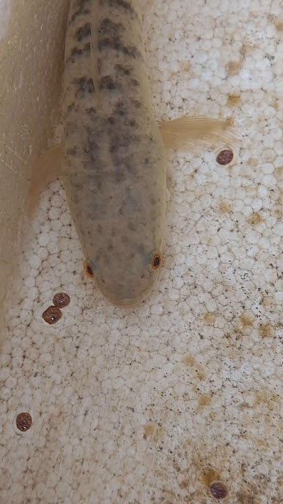 is this channa maru or snakehead fish?#shorts