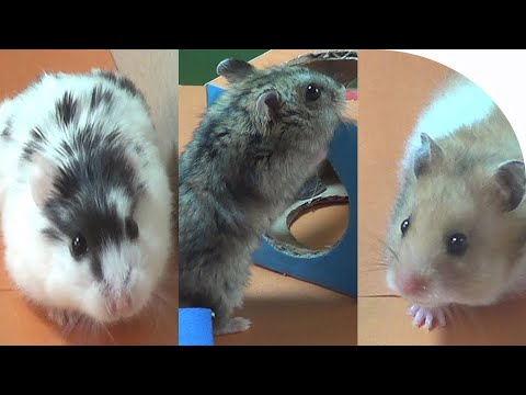 hamsters-mini-playground-meet-my-hamsters-spotty-patrick-&-soos