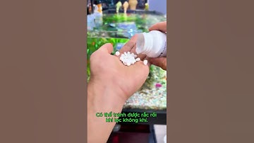 #cacanh #becacanh #phukienbecacanh #caythuysinh #bethuysinh #becathuysinh #becacanhthuysinh