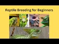 Reptile breeding projects all the details