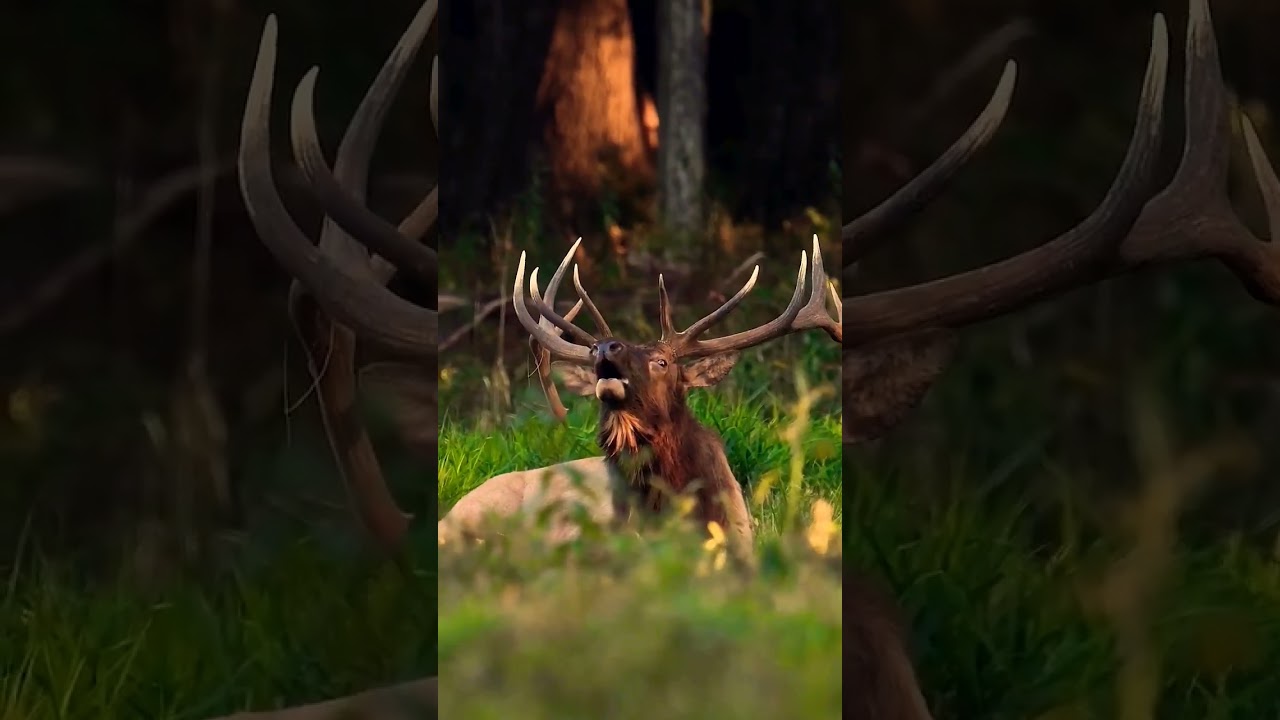 reindeer sound 😱🥵,