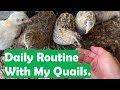 Daily Routine With My Coturnix Quails.