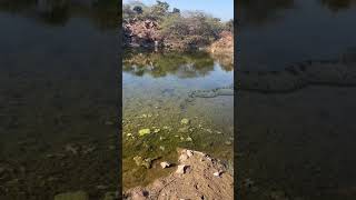 Anaconda Snake Attack 12 Part 1 #snakes #snakevideo #python #snake #anaconda #shorts