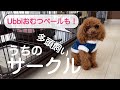 【犬　サークル・ケージ】うちのサークルを紹介。Ubbiインテリアおむつペールも！