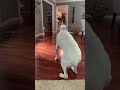 I&#39;m sure no one&#39;s ever done this dog&#39;s dance.😂😂😂