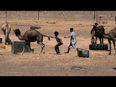 Camels Kicked, Whipped, and Chained—Morocco’s Camel Ride Industry Exposed by PETA Asia Investigation