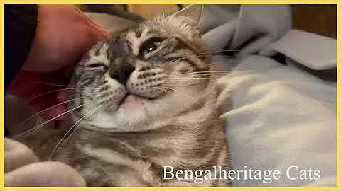 Watch the video about Snow Mink Charcoal Bengal Cat | Bengalheritage Cats