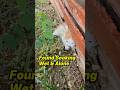 He Was Crying in the Rain Alone #adoptstrays #shortvideo #short