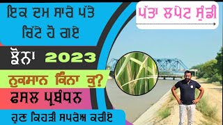 ਝੋਨੇ ਚ ਪੱਤਾ ਲਪੇਟ ਸੁੰਡੀ ਦਾ ਵੱਡਾ ਹਮਲਾ Rice Leaf Folder control and awareness.