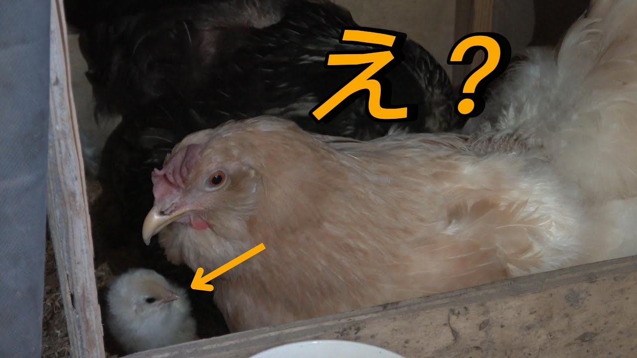 【ひよこ?!】生まれるの早くね?!かわいすぎるwww(ニワトリ飼育#21)#かわいい#癒し#生き物#動物#にわとり#鶏#ニワトリ#ひよこ ...