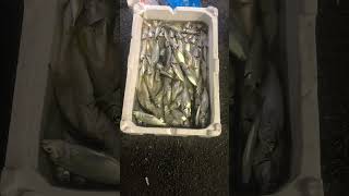 Var Olanlardan Bazilari Hali̇çte Lüfer Çi̇nekop Mirmir Karagöz İstavri̇t Sarikanat Kefal Sardalya Ustku